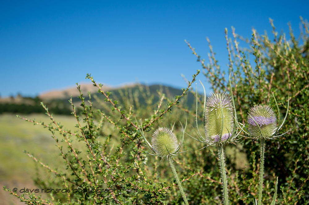 Waiting for the riders, I find myself studying the local flora.on Stage 2, BrighamCity-SnowBasin,  2017 LHM Tour of Utah (Photo by Dave Richards, daverphoto.com)
