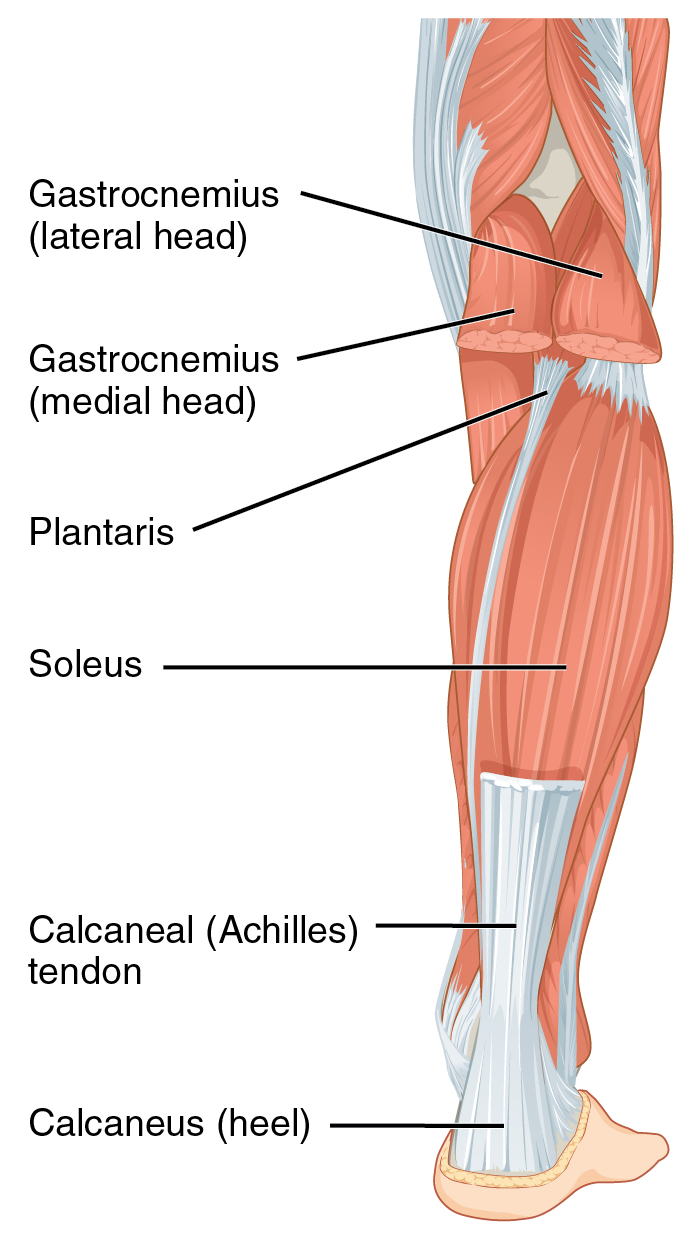 The muscles of the anterior compartment of the lower leg are generally responsible for dorsiflexion, and the muscles of the posterior compartment of the lower leg are generally responsible for plantar flexion. The lateral and medial muscles in both compartments invert, evert, and rotate the foot. By OpenStax College (https://cnx.org/contents/FPtK1zmh@8.108:y9_gDy74@5) [CC BY 3.0 (https://creativecommons.org/licenses/by/3.0)], via Wikimedia Commons Download for free at http://cnx.org/contents/14fb4ad7-39a1-4eee-ab6e-3ef2482e3e22@8.108