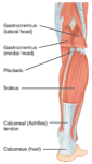1123_Muscles_of_the_Leg_that_Move_the_Foot_and_Toes_b