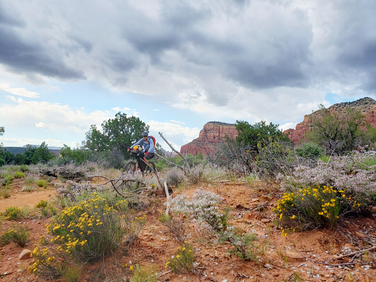 Spring is perfect for flower blooms. Sedona summer will wilt you. On the Coconino Loop. Photo by Patrick Walsh