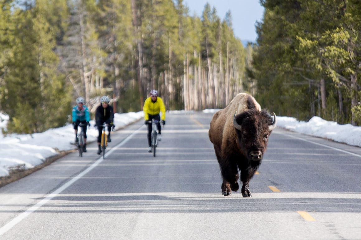 Adventure Cycling's new PPP route will connect Yellowstone to Minneapolis. Photo by Tom Robertson, Adventure Cycling