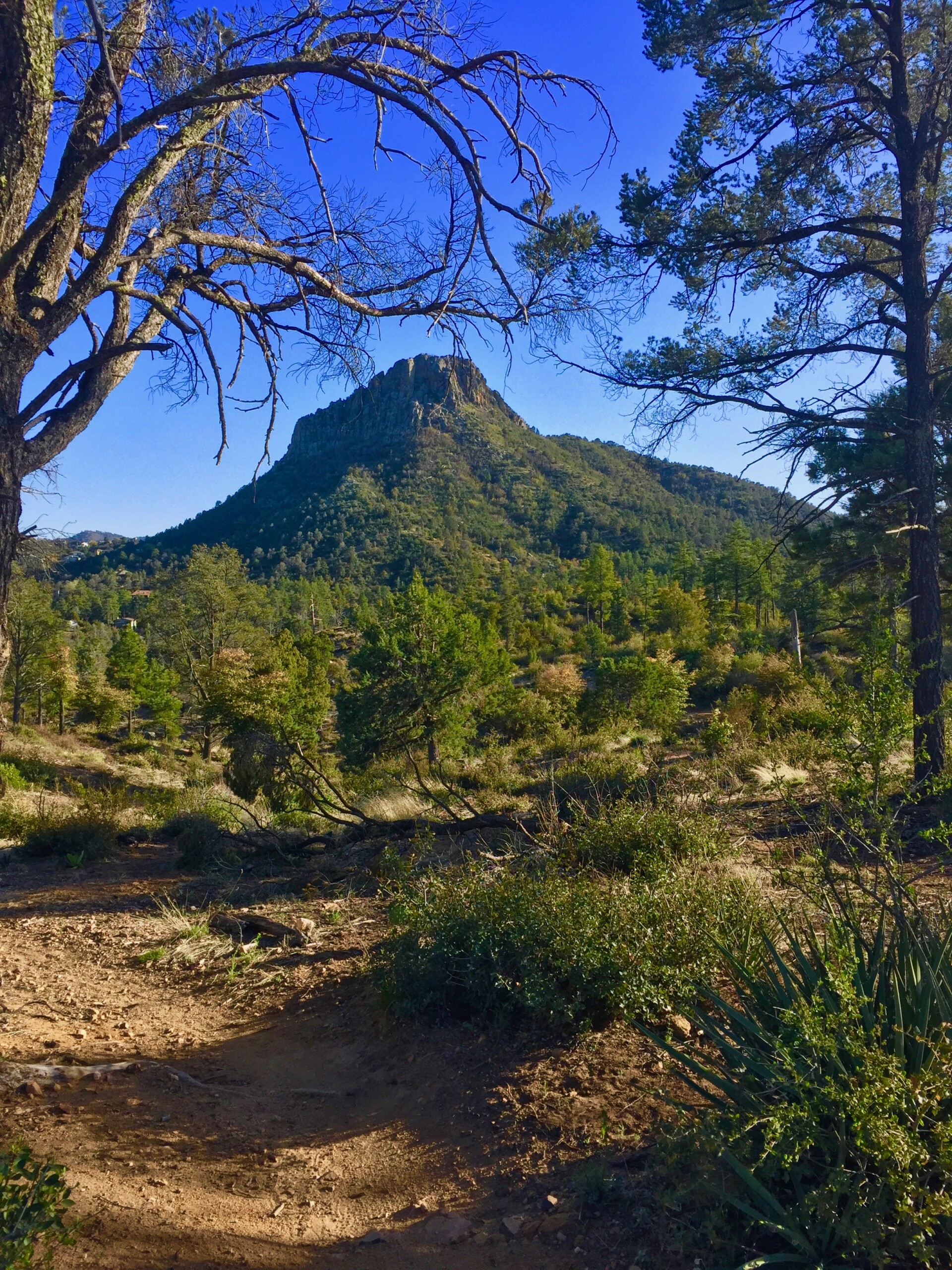 Prescott, Arizona’s Bean Peaks Gravity Flow Trail System Gets Go Ahead from U.S. Forest Service